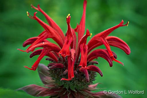 Bee Balm_P1150787.jpg - Photographed at Smiths Falls, Ontario, Canada.